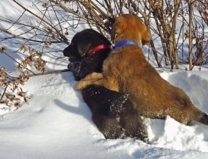 brown and black short coat dogs thumbnail