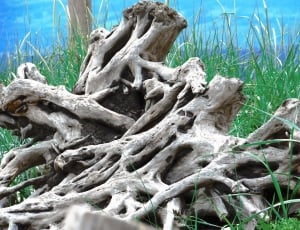 gray tree roots thumbnail