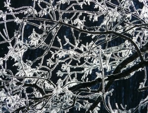 Hoarfrost, Tree, Branch, Frost, Cold, winter, snow thumbnail