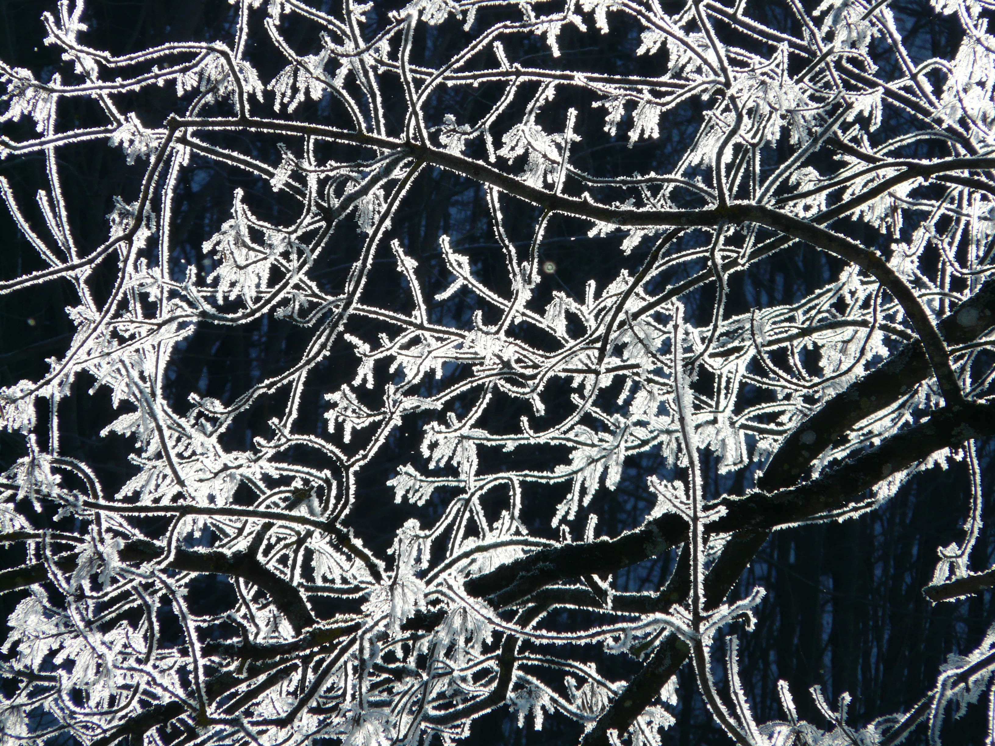 Hoarfrost, Tree, Branch, Frost, Cold, winter, snow