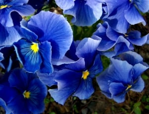 blue pansies thumbnail