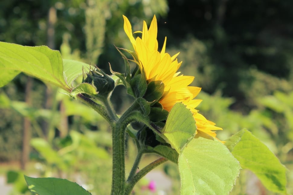 yellow sunflower at daytime in selective focus photography preview