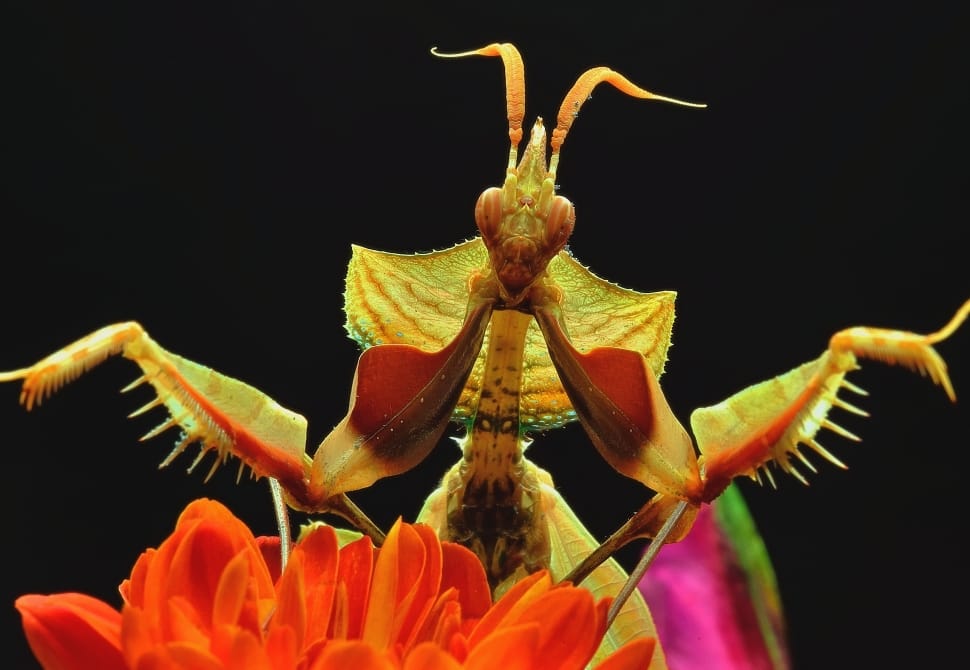 grasshopper on orange petaled flower preview