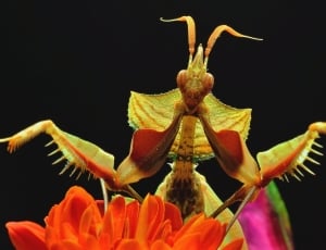 grasshopper on orange petaled flower thumbnail