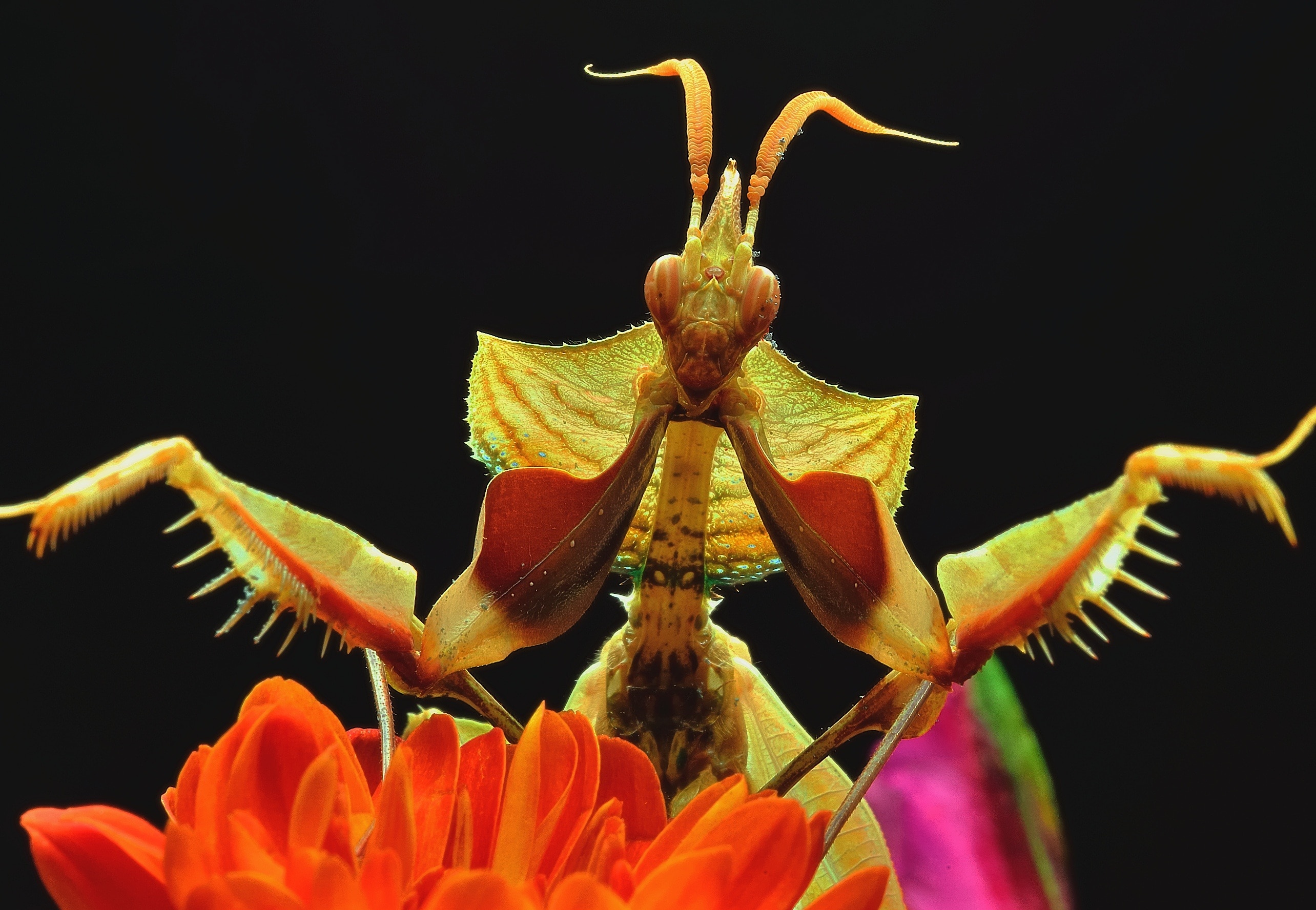 grasshopper on orange petaled flower