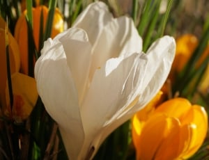 shallow focus photography of white and yellow flowers thumbnail