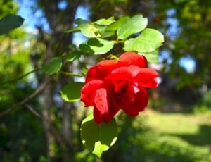 shallow focus photo of red flower during day time thumbnail
