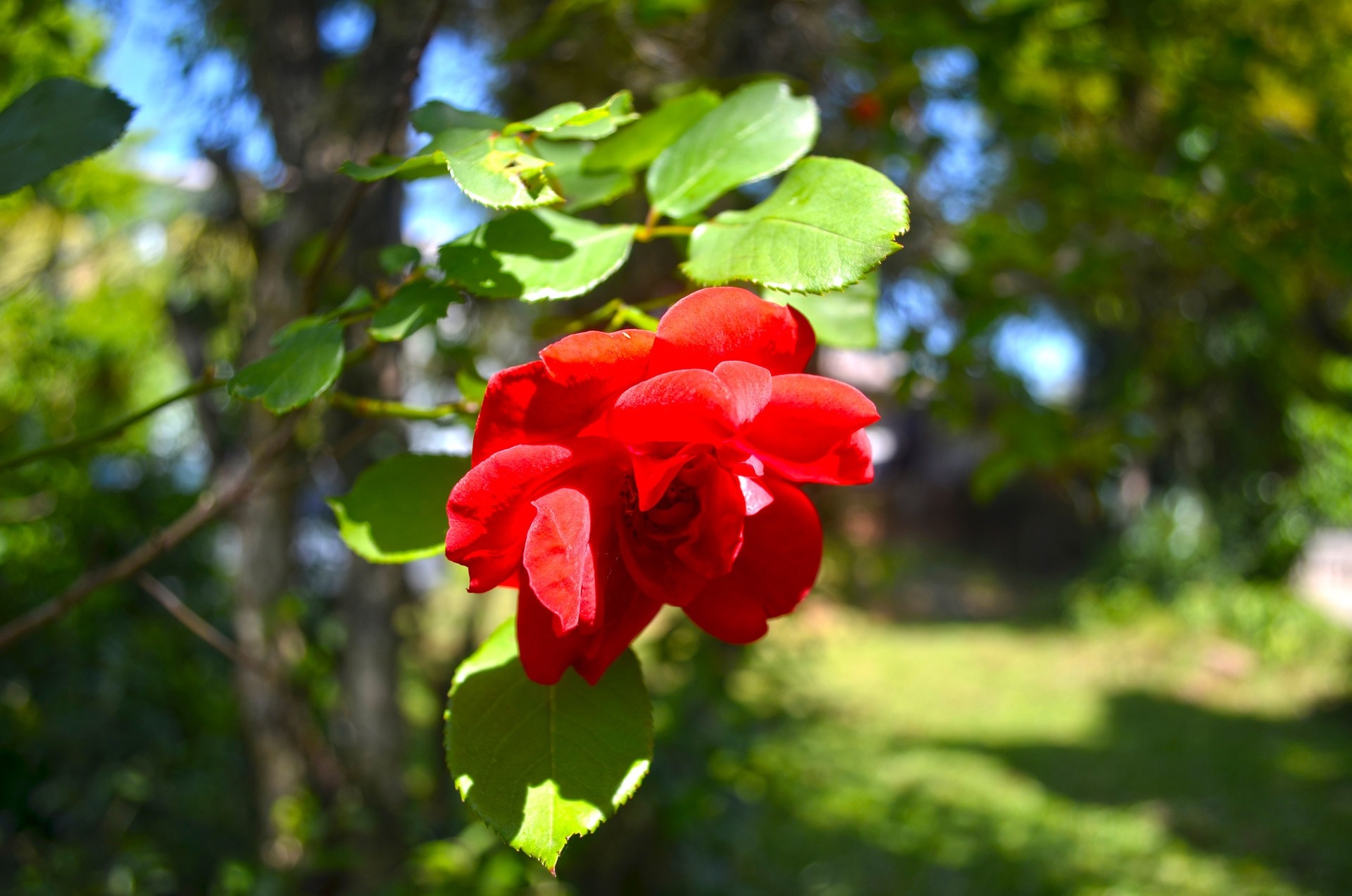 shallow focus photo of red flower during day time
