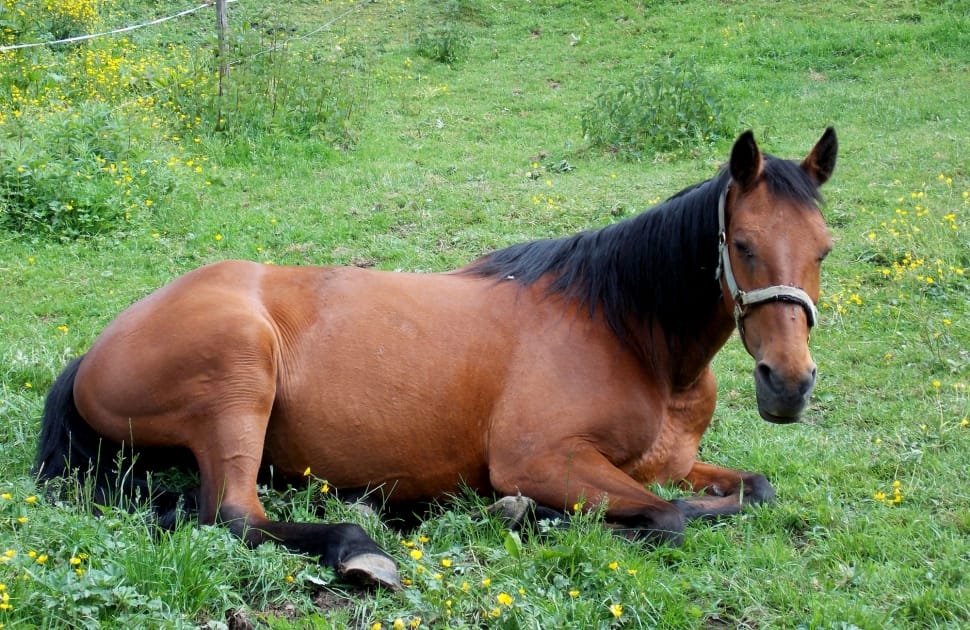 brown horse lying on green grass during daytime preview