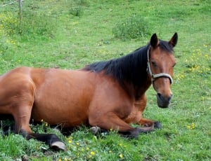 brown horse lying on green grass during daytime thumbnail