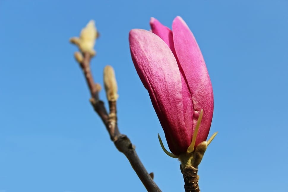 pink magnolia flower preview