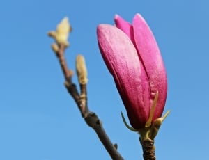 pink magnolia flower thumbnail