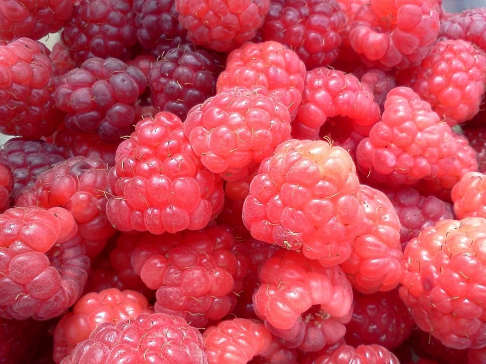 raspberry lot close up photo preview