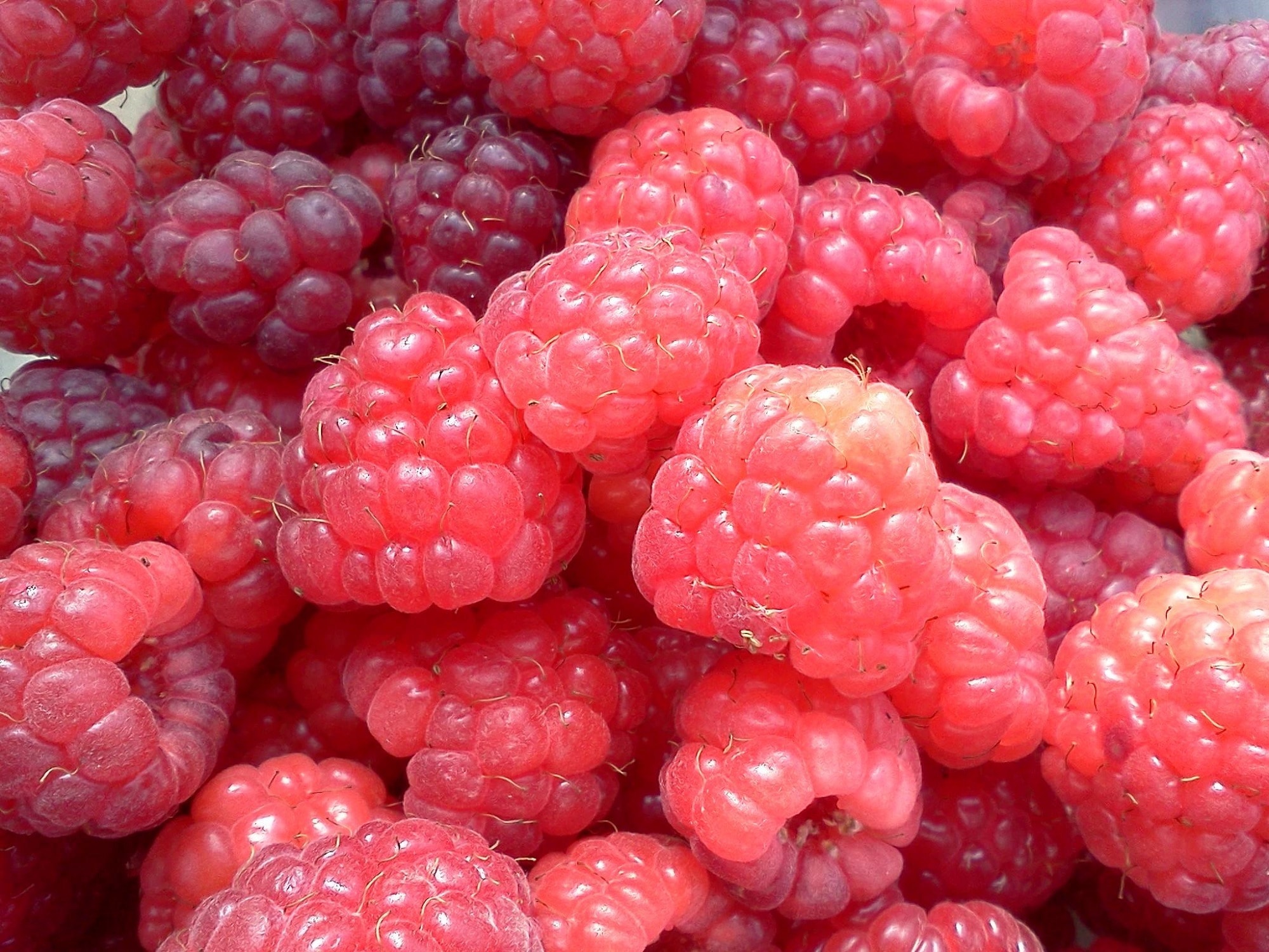 raspberry lot close up photo