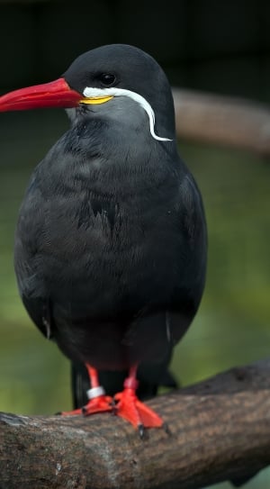 black and red bird thumbnail