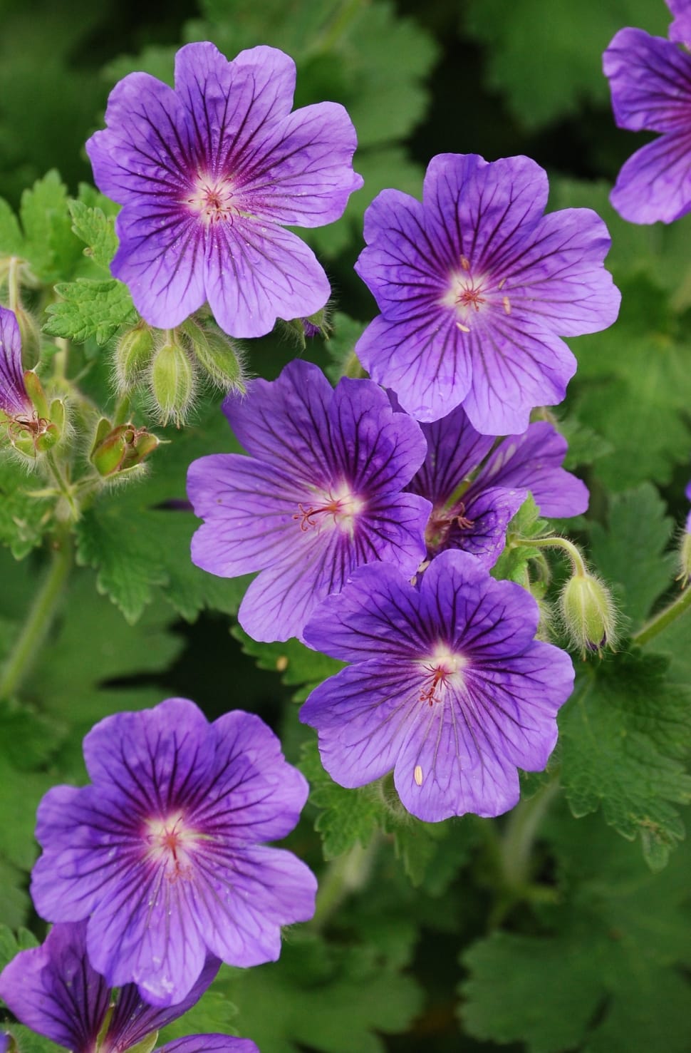 purple petaled flower s preview