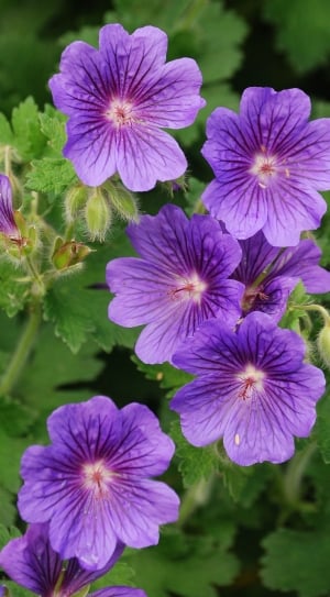 purple petaled flower s thumbnail