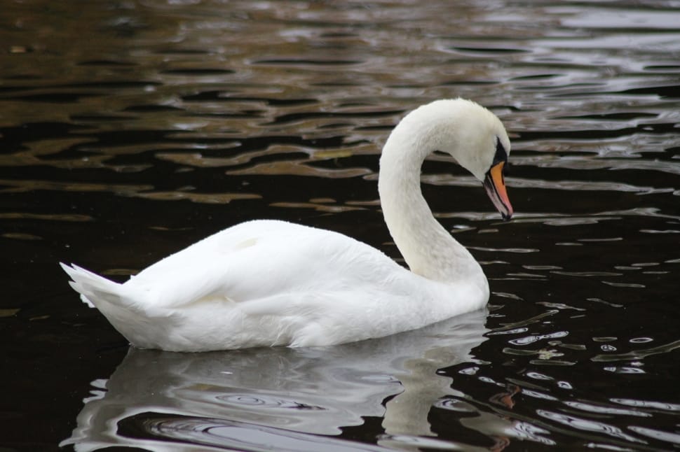 white duck preview