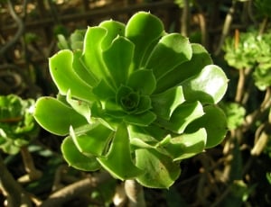 Succulent, Green, Cactus Greenhouse, green color, plant thumbnail