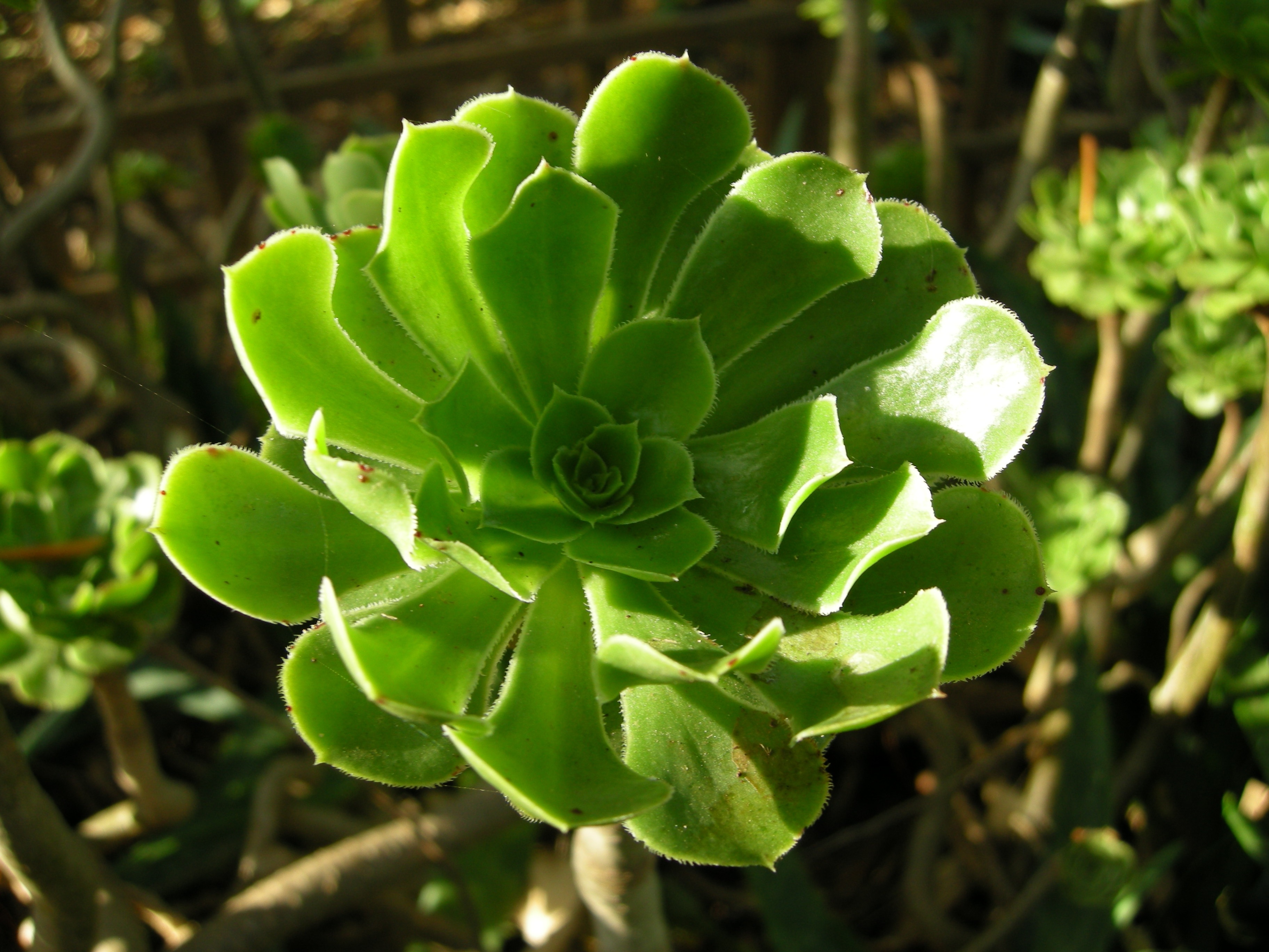 Succulent, Green, Cactus Greenhouse, green color, plant