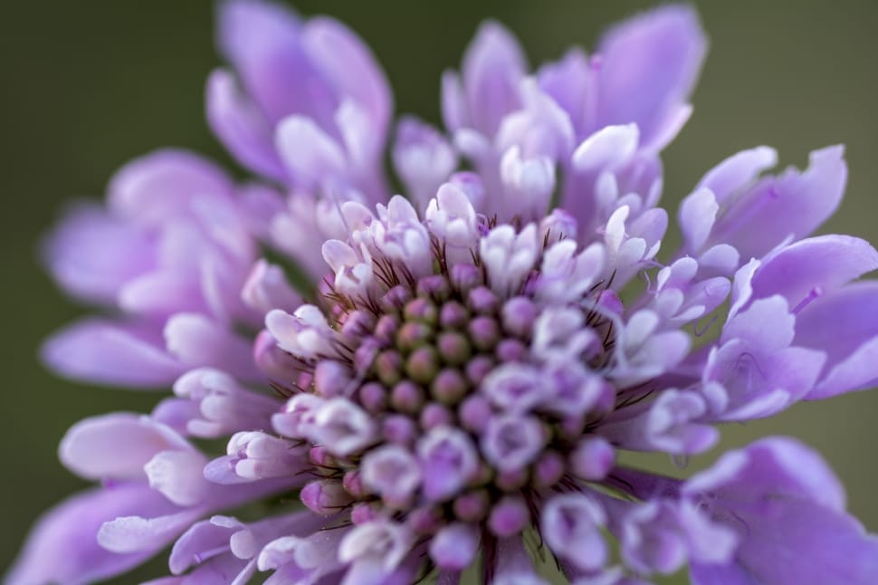 Flower, Purple, Macro, Pollen, flower, purple preview