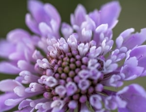 Flower, Purple, Macro, Pollen, flower, purple thumbnail
