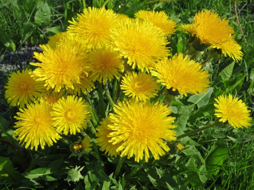 yellow dandelions preview