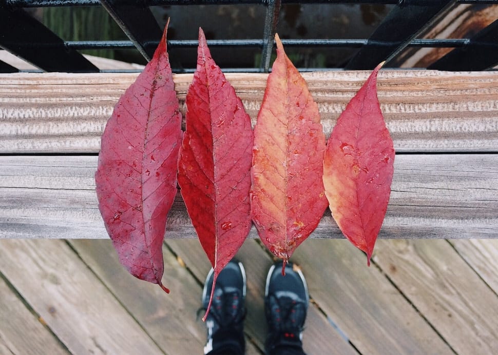 red leaf set of 4 preview