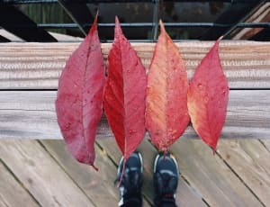 red leaf set of 4 thumbnail