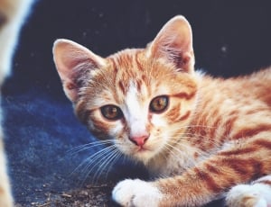 Cat, Kitten, Redhead, domestic cat, pets thumbnail