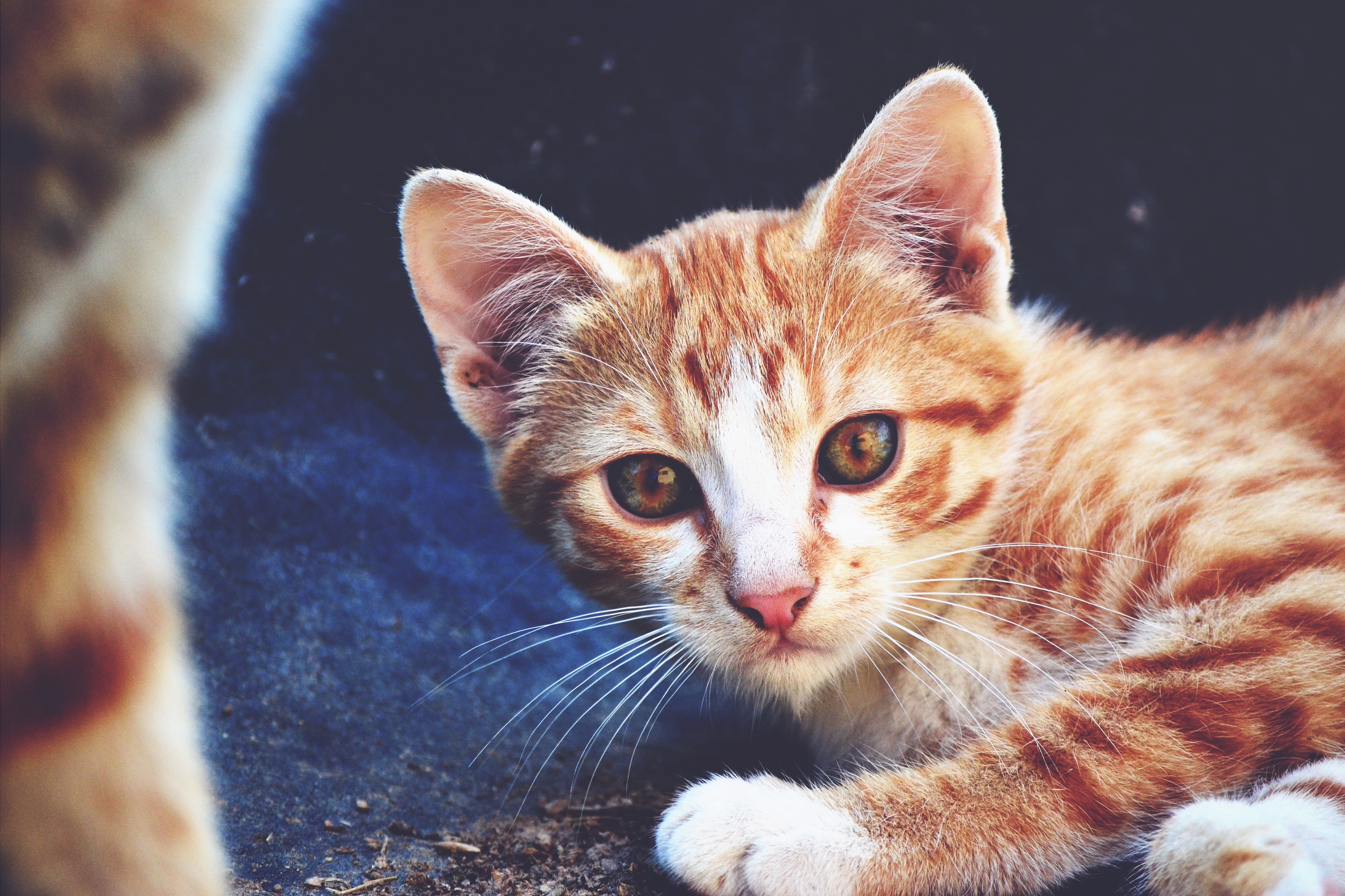 Cat, Kitten, Redhead, domestic cat, pets