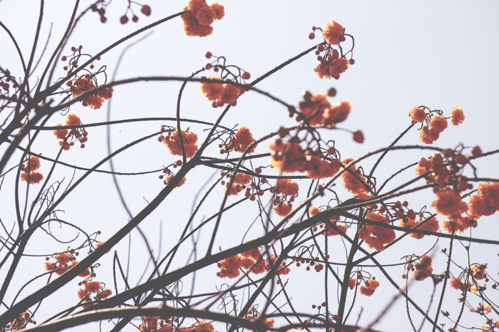 orange petaled flower preview