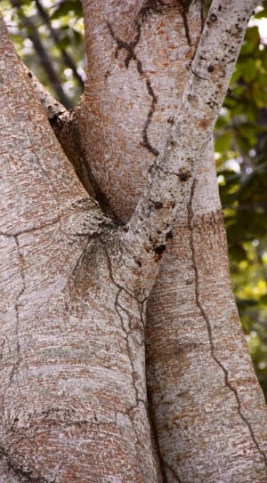 brown wooden tree trunks thumbnail