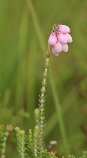 pink petaled flower with green leaves during daylight thumbnail