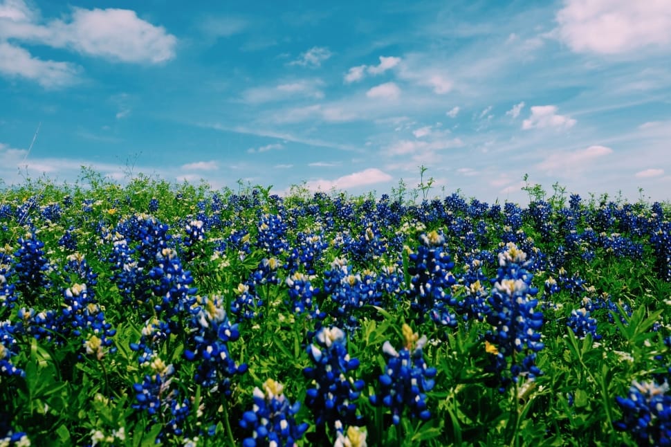 blue petaled flowers on field during daytime preview