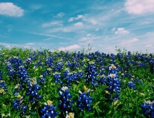 blue petaled flowers on field during daytime thumbnail