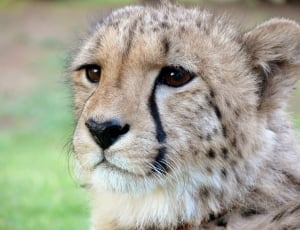 Spots, Spot, Spotted, Cheetah, Tears, one animal, close-up thumbnail