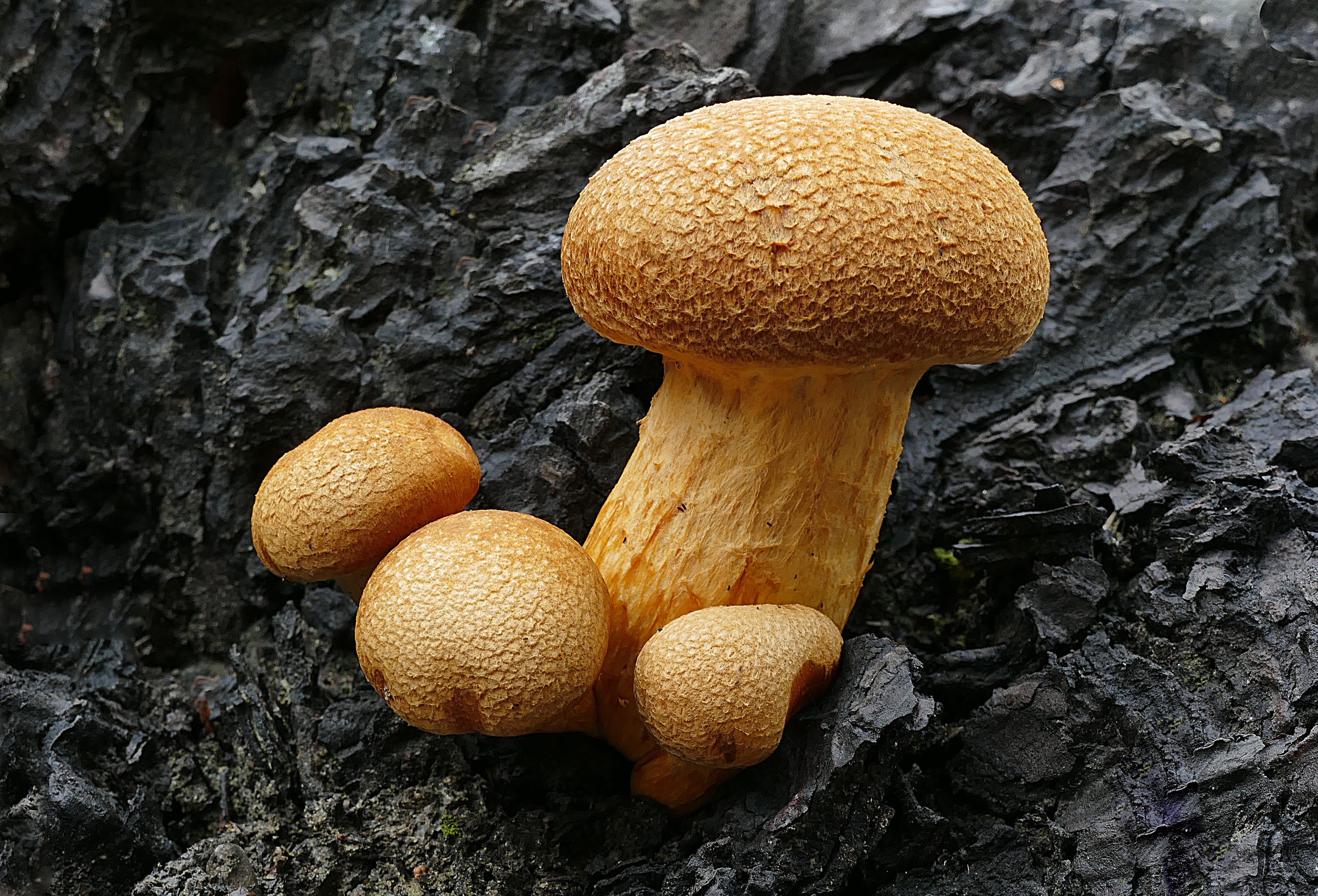 Съедобные грибы Республики Коми