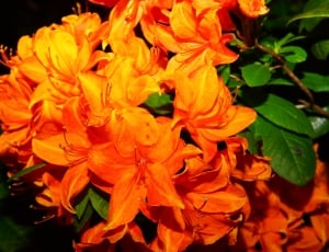 orange rhododendrons thumbnail