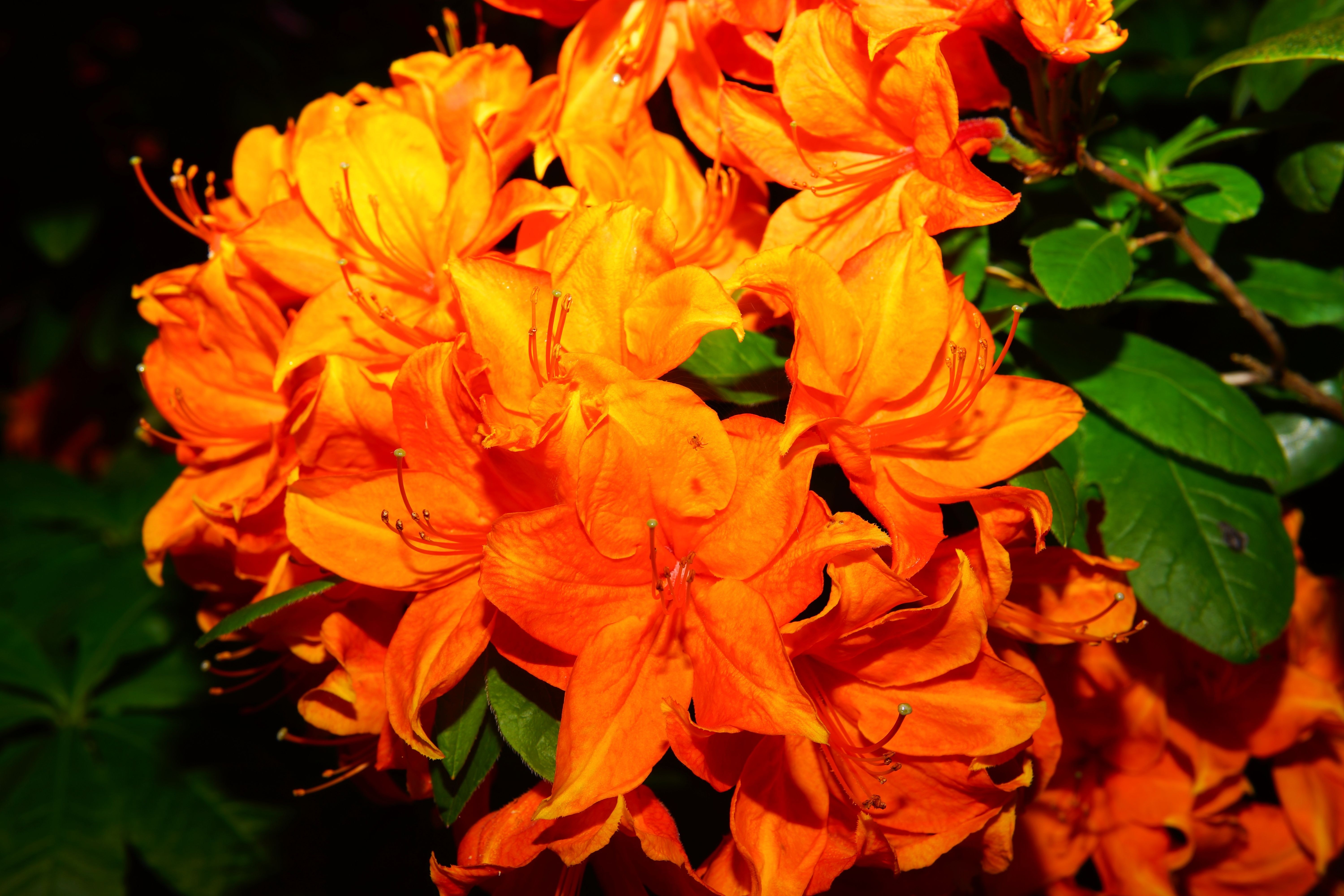 orange rhododendrons