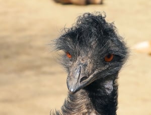 selective focus photography of black emu thumbnail