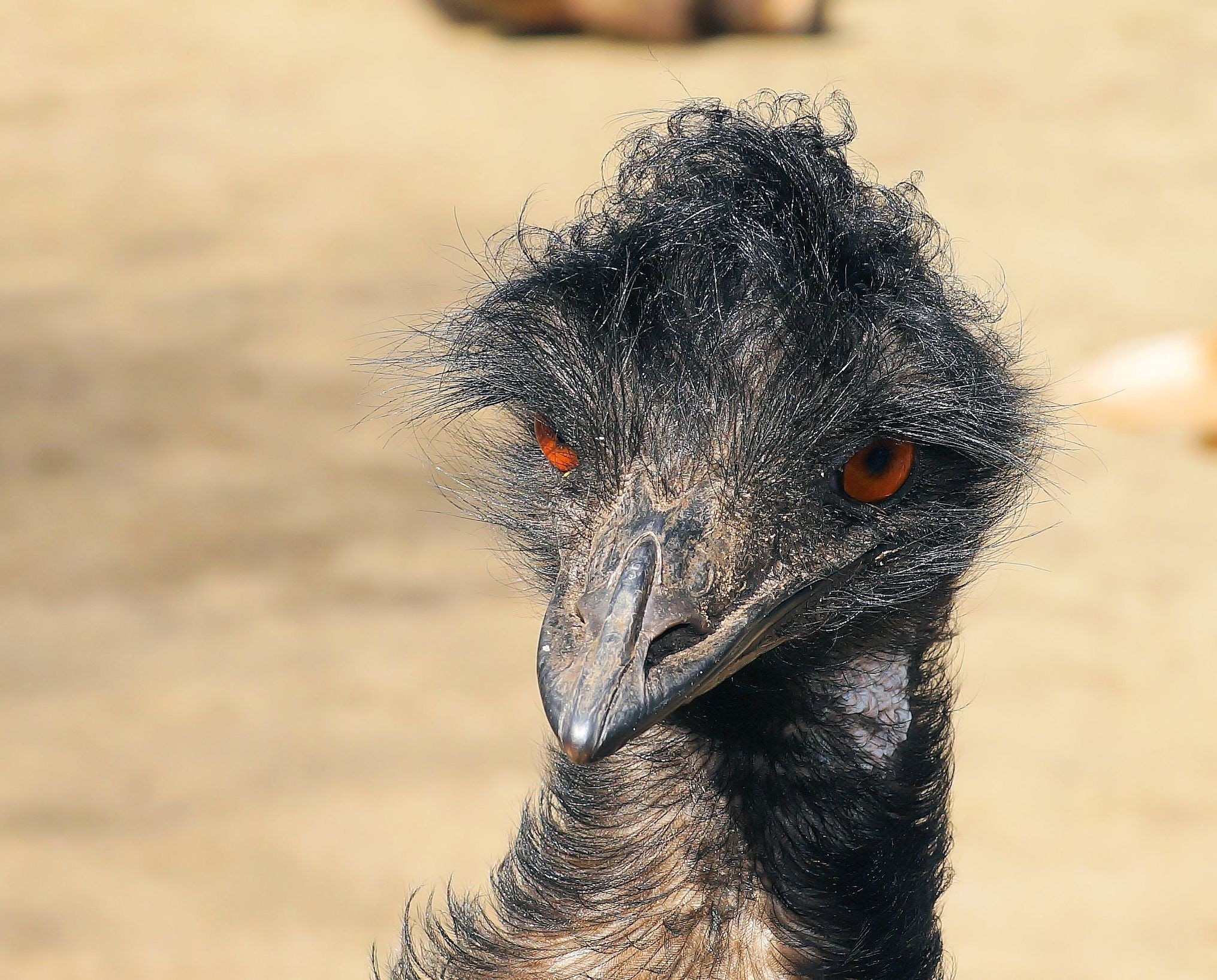 selective focus photography of black emu