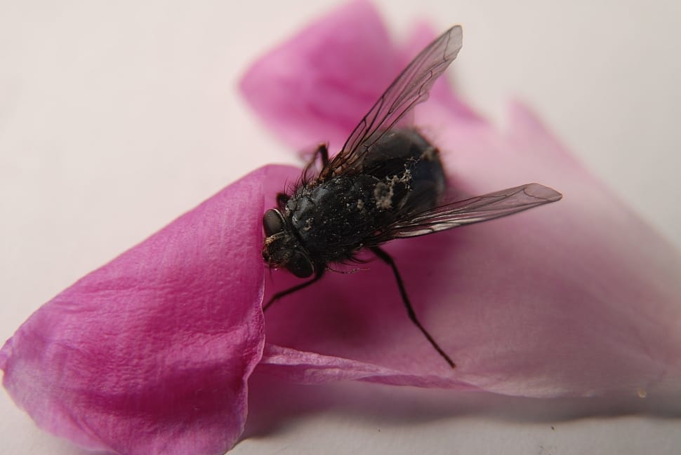 Fly, Detailed, Sheet, Insect, flower, no people preview