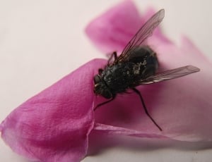 Fly, Detailed, Sheet, Insect, flower, no people thumbnail