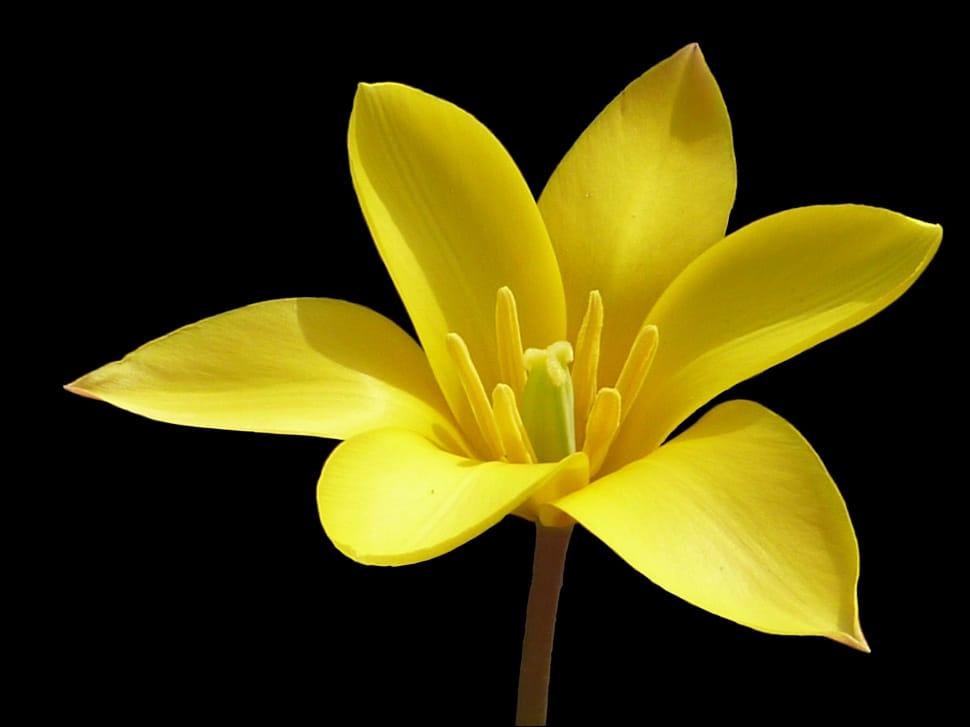 yellow petaled flower against black background preview
