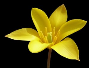 yellow petaled flower against black background thumbnail