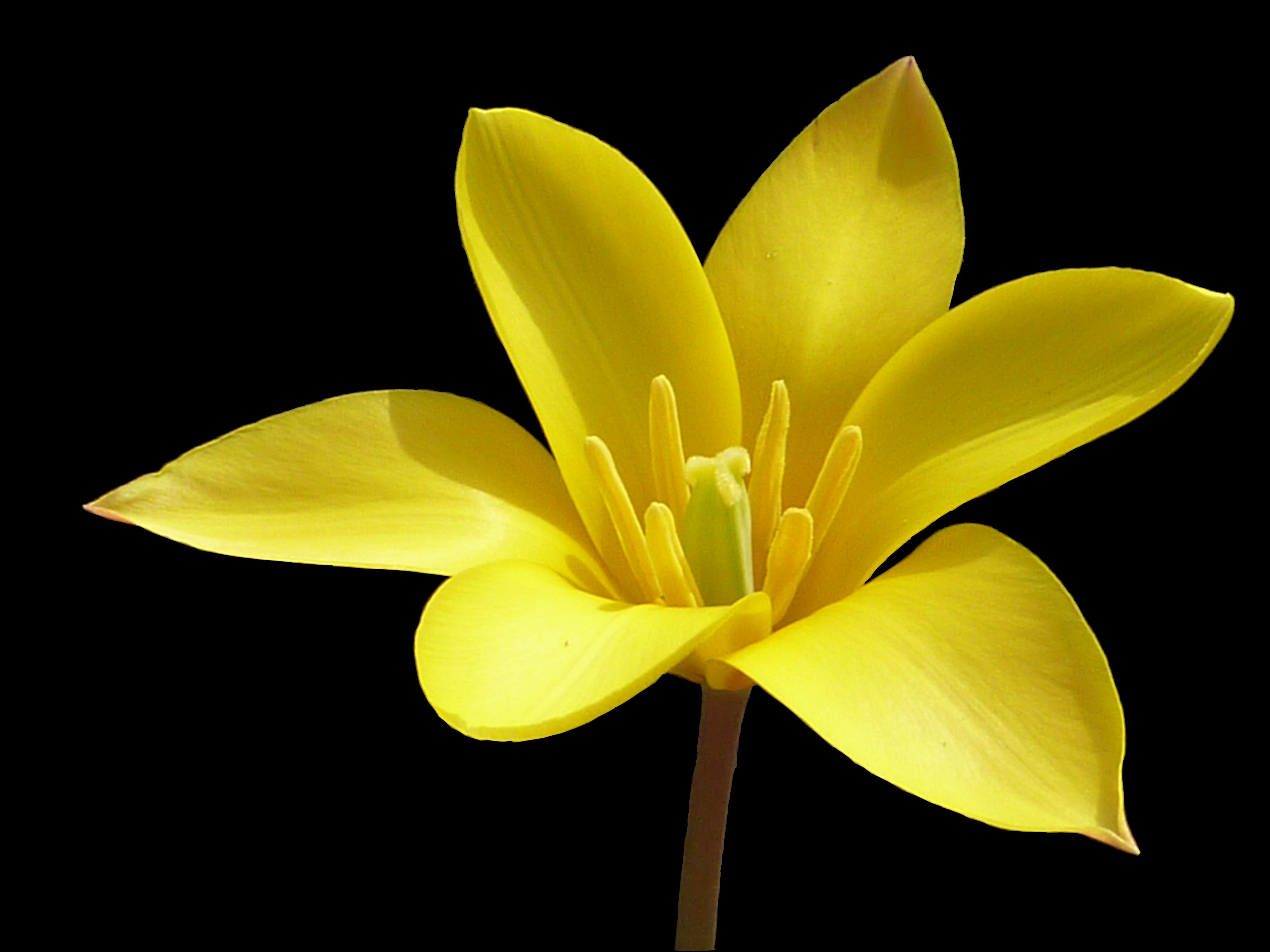 yellow petaled flower against black background