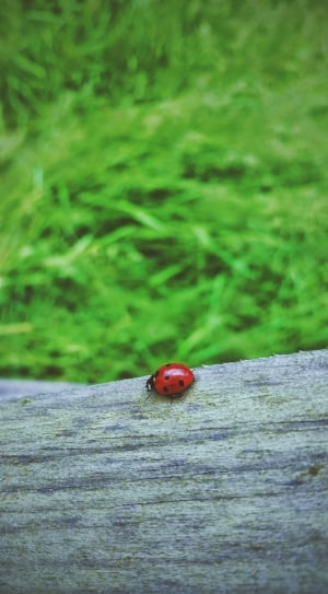 ladybug insect thumbnail