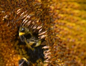 bumble bee on a flower macro lens photography thumbnail