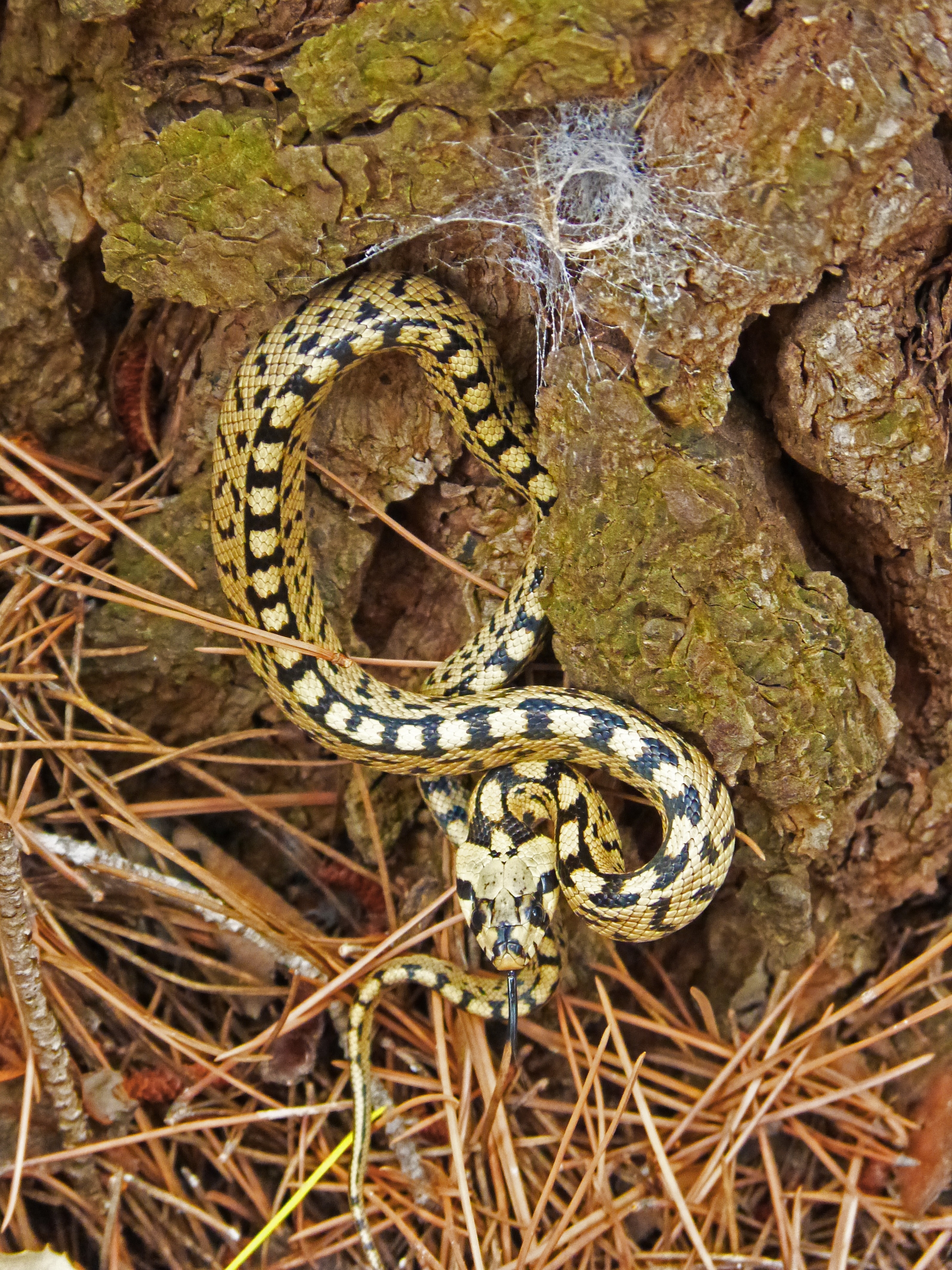 yellow and black snake